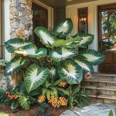 a large green plant sitting on the side of a stone walkway in front of a house