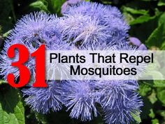 purple flowers with the words 31 plants that repel mosquitoes on it's side