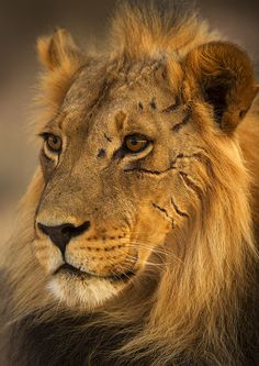 a close up photo of a lion's face