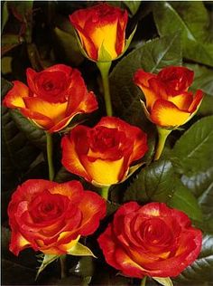 four red and yellow roses with green leaves