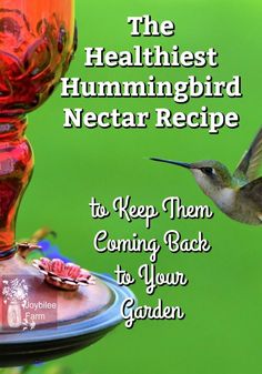 the healthist hummingbird nectar recipe to keep them coming back to your garden,