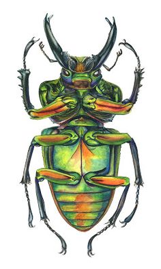 a drawing of a beetle with long antennae