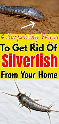 two pictures with text that says 4 surprising ways to get rid of silverfish from your home