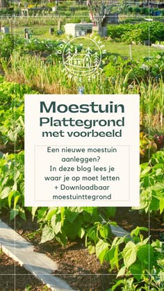 Moestuin plattegrond voorbeeld Willemstad, School Garden, Kitchen Garden, Herb Garden, Decoration Design, Fruit Trees, Garden Projects, Vegetable Garden, Budget Friendly