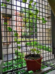 a potted plant sitting on top of a window sill