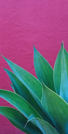 a large green plant in front of a pink wall