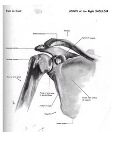 Skeleton Figure Drawing, Skeleton System, Shoulder Anatomy, Human Skeletal System, Bones Design, Medical Drawings, Skeleton Figure