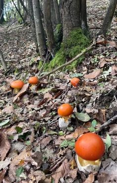 several mushrooms are growing on the ground in the woods