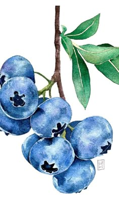 blueberries on a branch with green leaves and watercolor drawing by artist susan grisby