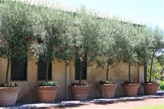 there are many potted olive trees in front of the building