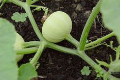 a close up of a plant with green leaves and fruit growing on it's stems