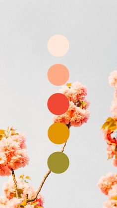 a tree with lots of pink flowers and circles hanging from it's branches in front of a blue sky