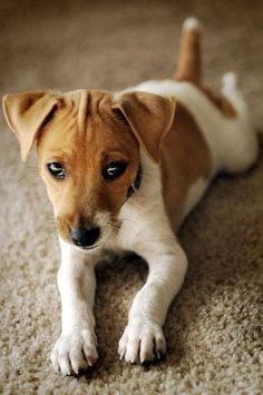 a small brown and white dog laying on the floor