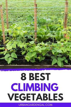 the 8 best climbing vegetables to grow in an outdoor garden with text overlay that says 8 best climbing vegetables