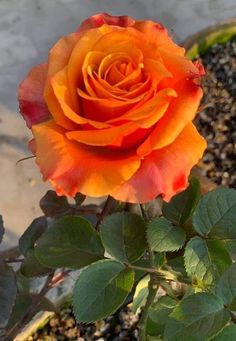 an orange rose is blooming in a pot