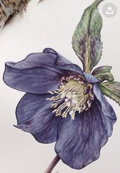 a drawing of a purple flower with green leaves on the top and bottom part of it