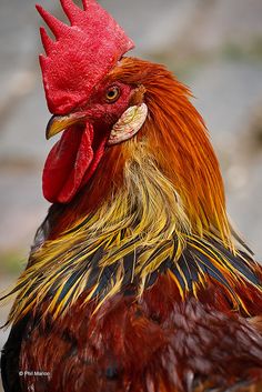 a close up of a rooster with red and yellow feathers