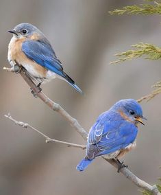 two blue birds sitting on top of a tree branch