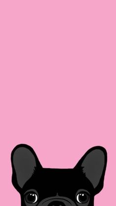 a small black dog with big eyes on a pink background