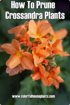 Crossandra Plants - Firecracker Flower Crossandra Plant Orange, Crossandra Flower, Crossandra Plant, Firecracker Flower, How To Split, Orange Plant, Yellow Blossom, Flower Plants, Indirect Sunlight