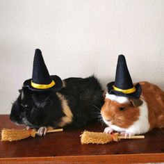 two guinea pigs wearing witches hats on top of a wooden table next to each other