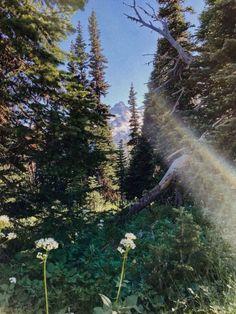 the sun is shining through the trees and flowers