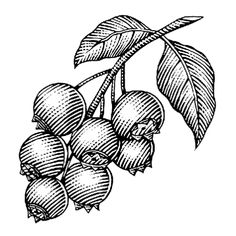 a branch with leaves and fruit on it, vintage line drawing or engraving illustration stock photo