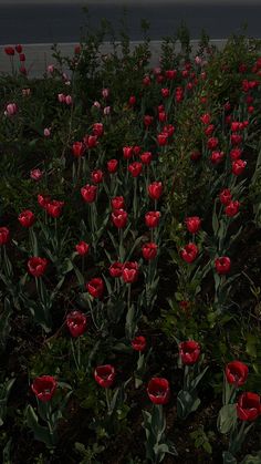 many red flowers are growing in the ground