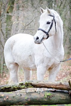 a white horse standing on top of a log in the woods next to a fallen tree