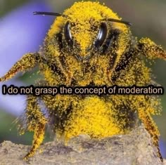 a close up of a bee with the words i do not grasp the concept of moderation