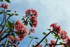 pink flowers are blooming on the branches of a tree against a blue sky with wispy clouds