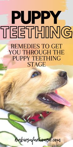 a dog laying on top of a bed with the title puppy teething remedes to get you through the puppy teethage