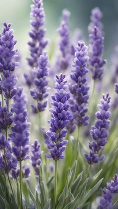 lavender flowers are blooming in the garden