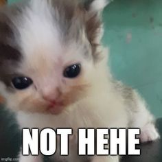 a kitten sitting on top of a table with caption that reads, not hehe