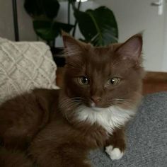 a brown and white cat sitting on top of a couch