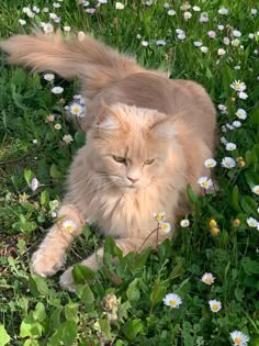 an orange cat laying in the grass with daisies