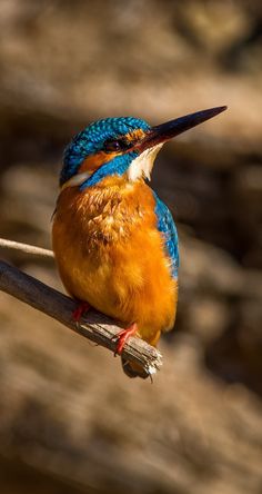 a colorful bird sitting on top of a branch