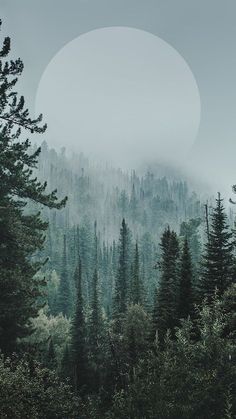 a forest filled with lots of trees under a full moon covered sky in the distance