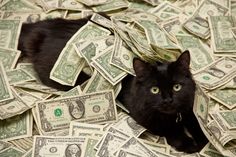 a black cat laying on top of a pile of dollar bills with the caption manuhi