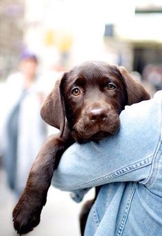 a dog that is laying its head on someone's arm