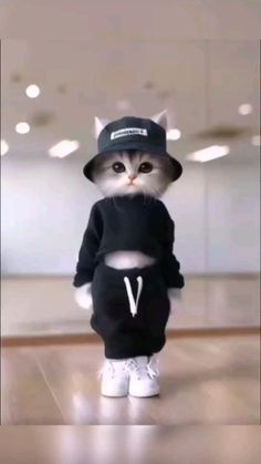 a cat wearing a black shirt and hat with the letter v on it's chest