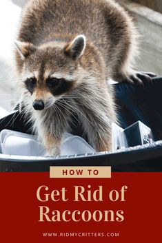 a raccoon in a trash can with the words how to get rid of raccoons