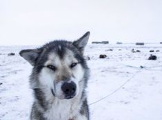 a husky dog is standing in the snow