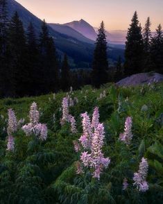 wildflowers in the foreground with mountains in the background at sunset or dawn