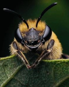 a close up of a bee on a leaf