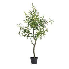 an olive tree in a black pot on a white background