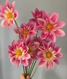 a hand holding a bunch of pink flowers