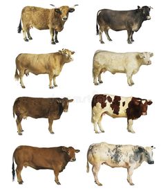 six different cows standing side by side on a white background