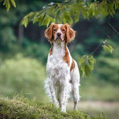 a brown and white dog standing on top of a grass covered field next to a tree