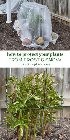 two pictures showing how to protect your plants from frost and snow with plastic bags over them